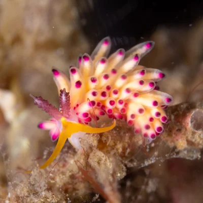 Favorinus mirabilis - Lembeh Strait, Indonesia