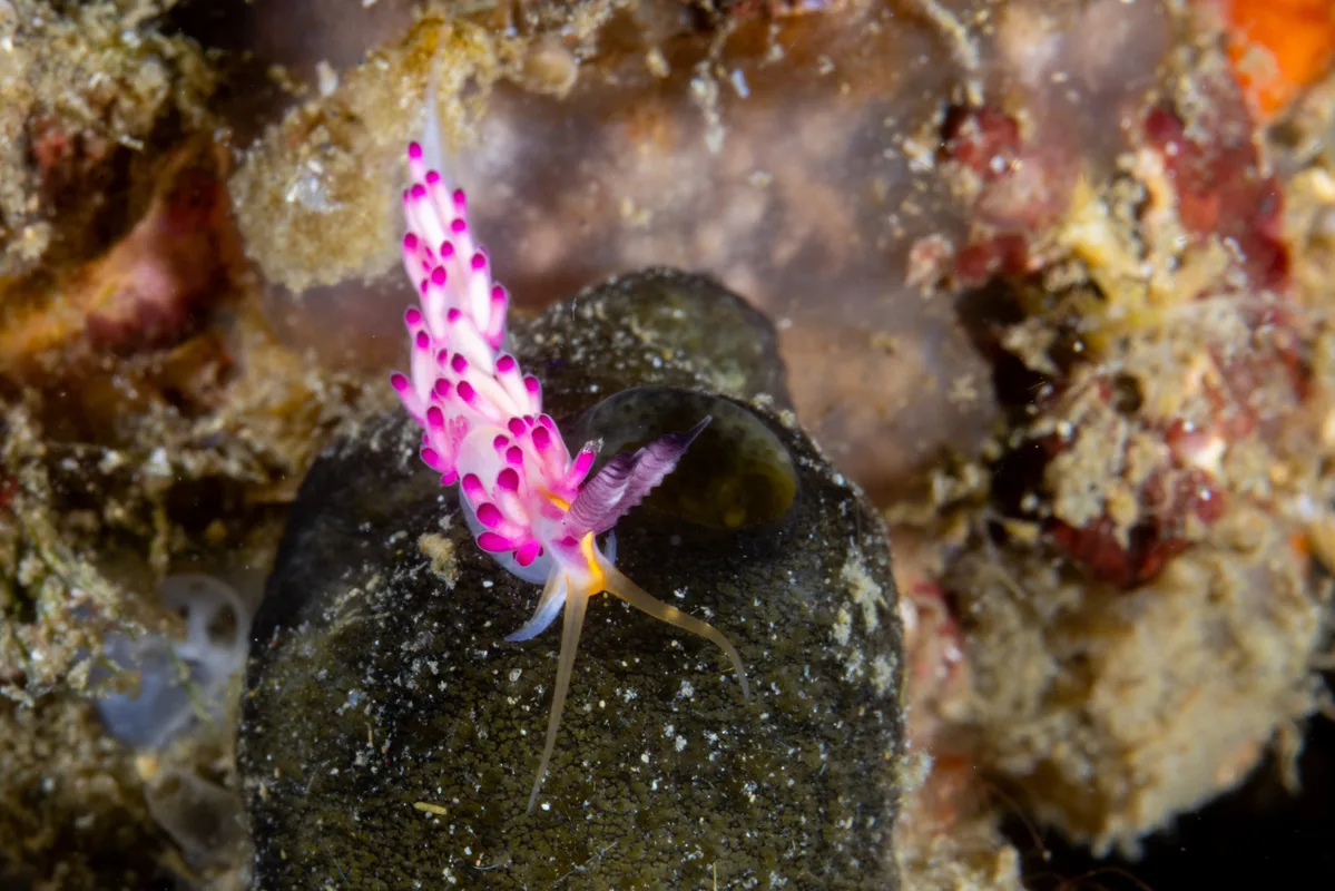 Favorinus mirabilis - Sulawesi Utara, ID