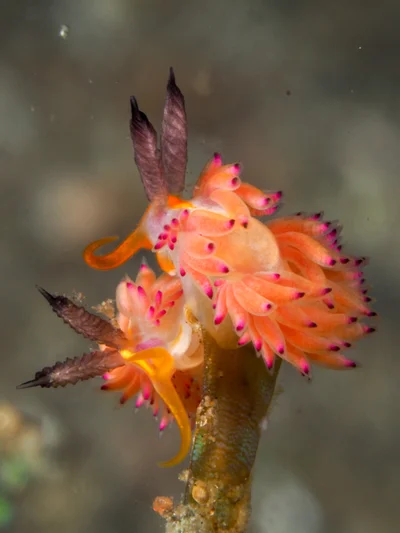 Favorinus mirabilis - Desa Wolwal, Wolwal, Kec. Alor Barat Daya, Kabupaten Alor, Nusa Tenggara Tim., Indonesia