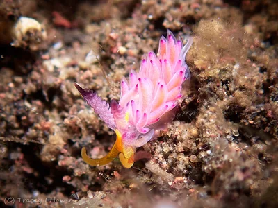 Favorinus mirabilis - Tulamben, Kubu, Karangasem Regency, Bali, Indonesia