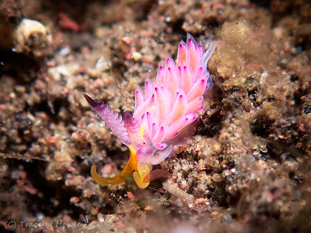 Favorinus mirabilis - Tulamben, Kubu, Karangasem Regency, Bali, Indonesia