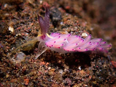 Favorinus mirabilis - Tulamben, Kubu, Karangasem Regency, Bali, Indonesia