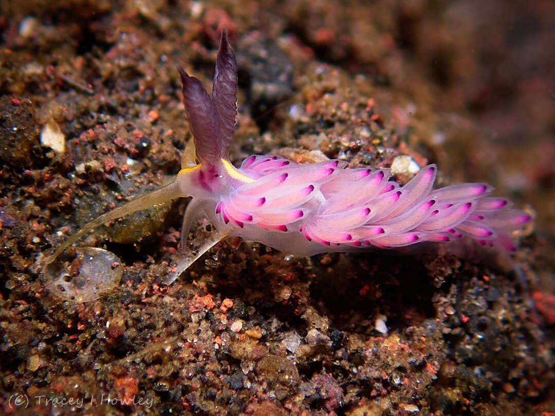 Favorinus mirabilis - Tulamben, Kubu, Karangasem Regency, Bali, Indonesia