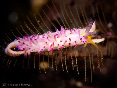 Favorinus mirabilis - Tulamben, Kubu, Karangasem Regency, Bali, Indonesia