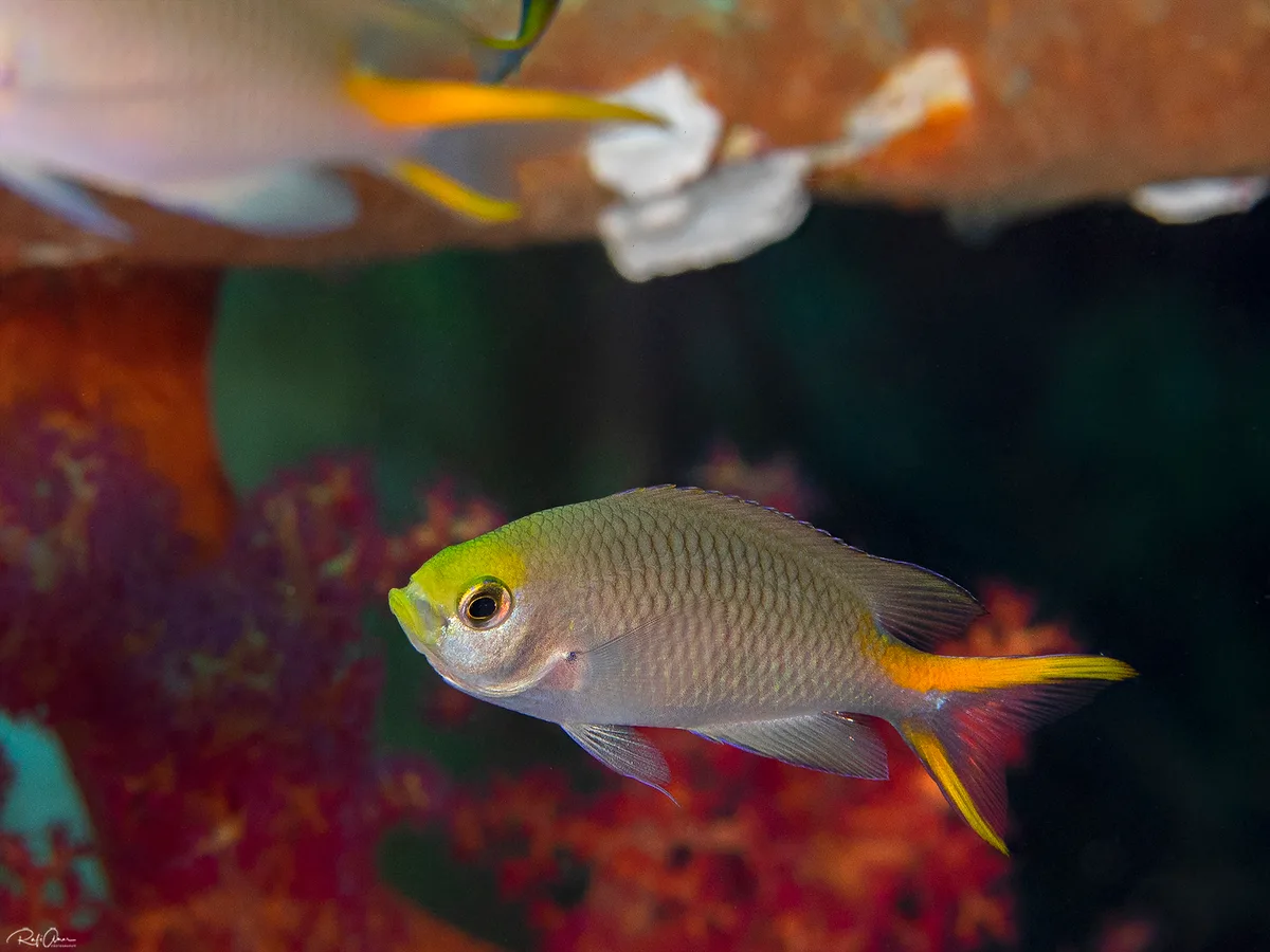 Yellowtail Damselfish