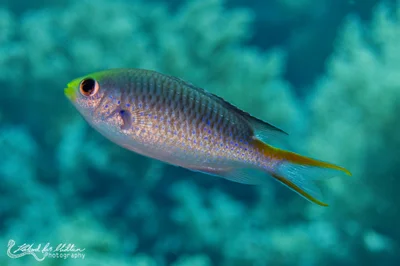 Neopomacentrus miryae (Miry's Demoiselle)