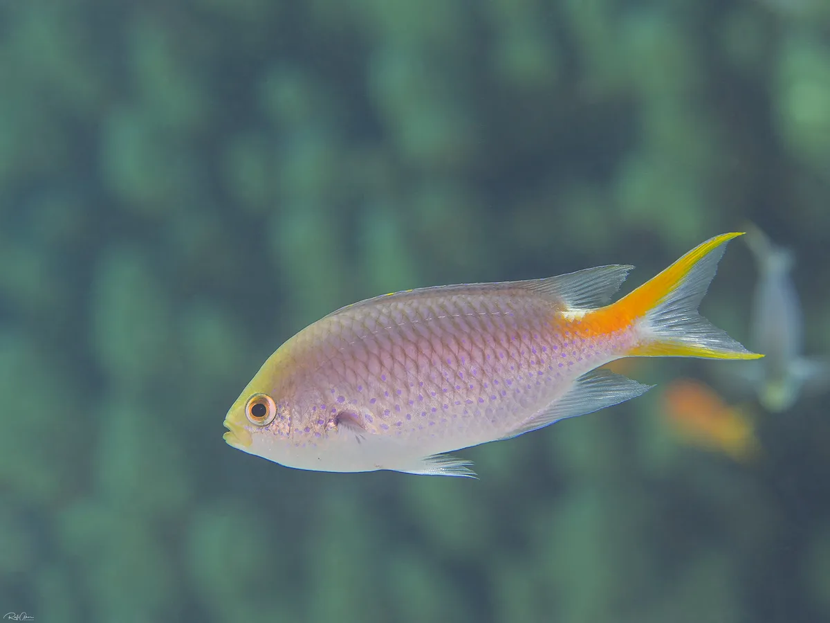 Miry's Demoiselle - Neopomacentrus miryae