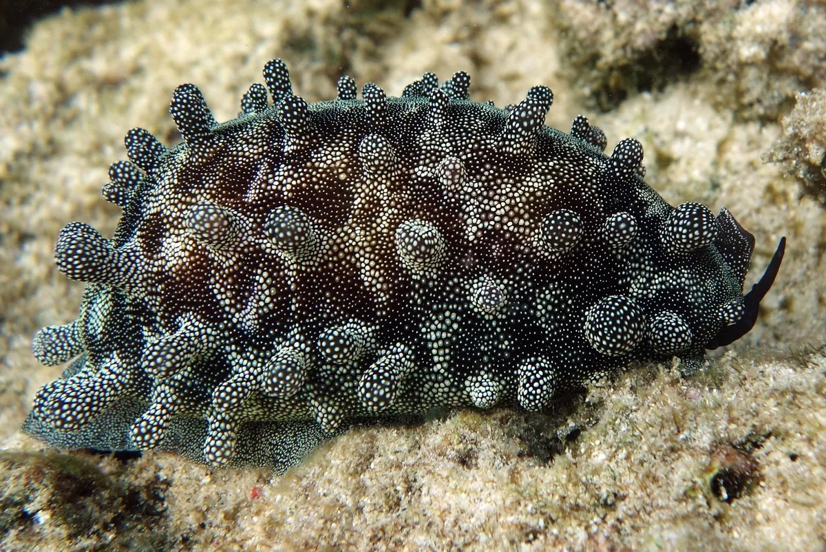 Mole cowrie - Talparia talpa