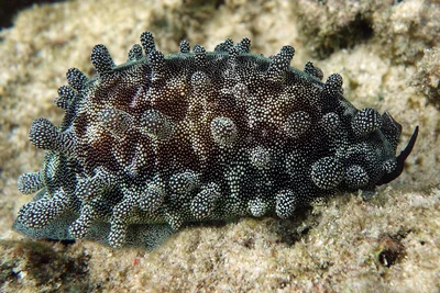 Mole cowrie - Talparia talpa