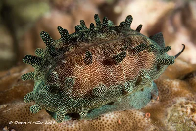 Mole cowrie ( Talparia talpa ) Ryukyu Islands