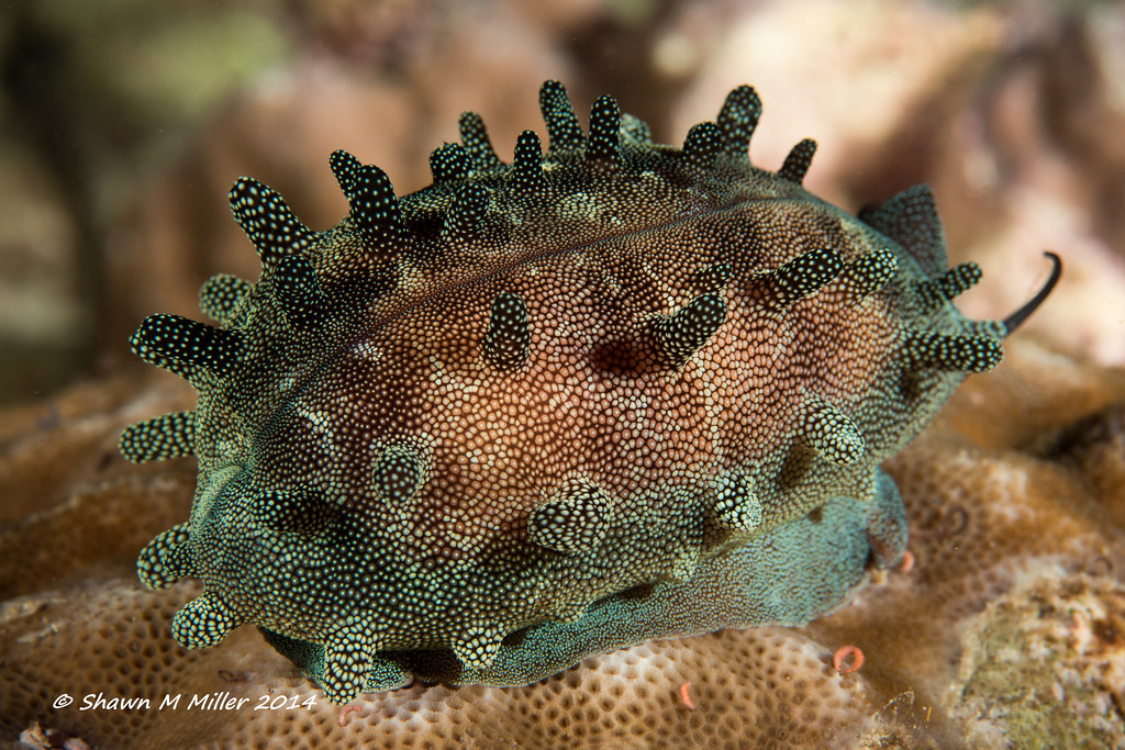 Mole cowrie ( Talparia talpa ) Ryukyu Islands