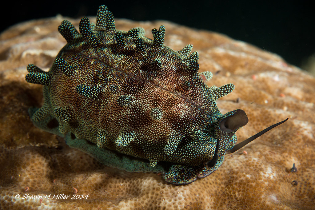 Mole cowrie ( Talparia talpa ) Okinawa-Japan