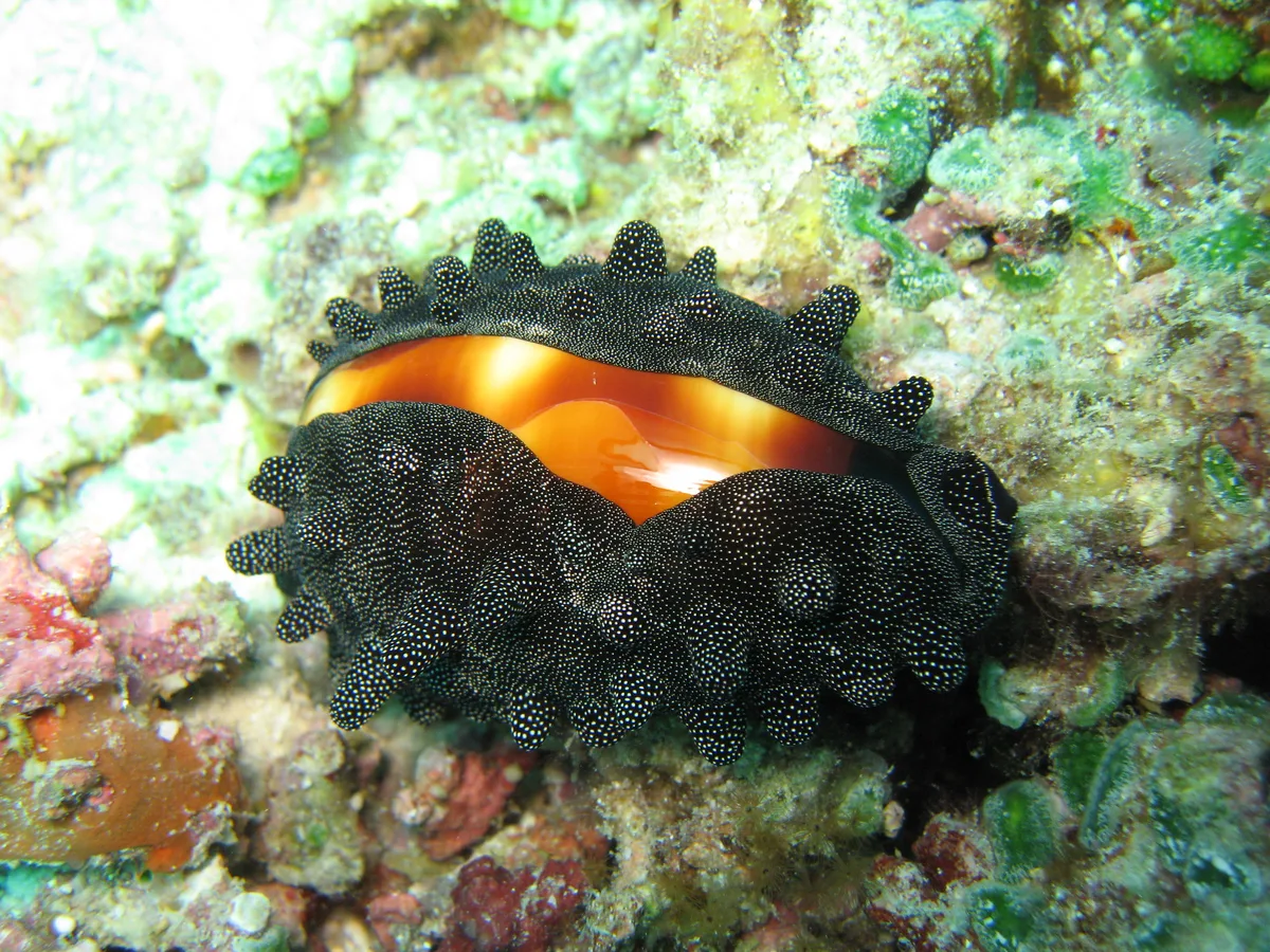 mole cowry / Talparia talpa / 樽宝(タルダカラ)