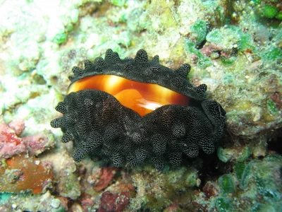 mole cowry / Talparia talpa / 樽宝(タルダカラ)