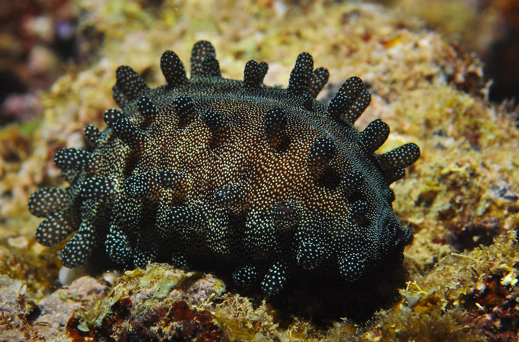 Talparia talpa -Mole cowrie with mantle