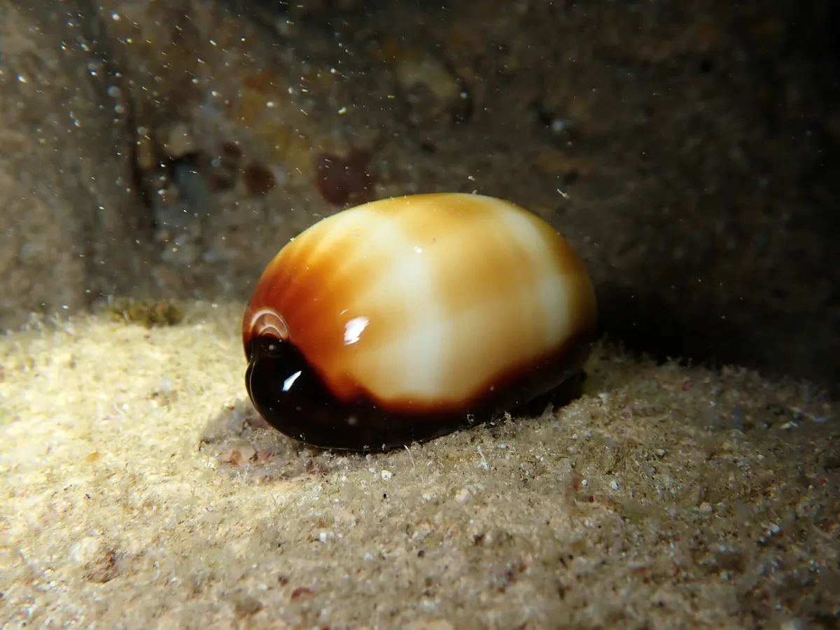 Talparia talpa - Northern Mariana Islands, MP