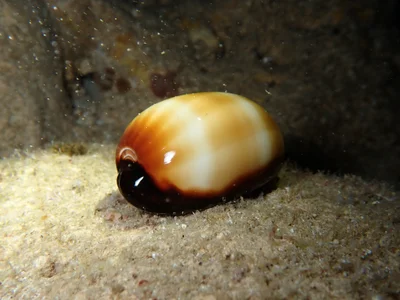 Talparia talpa - Northern Mariana Islands, MP