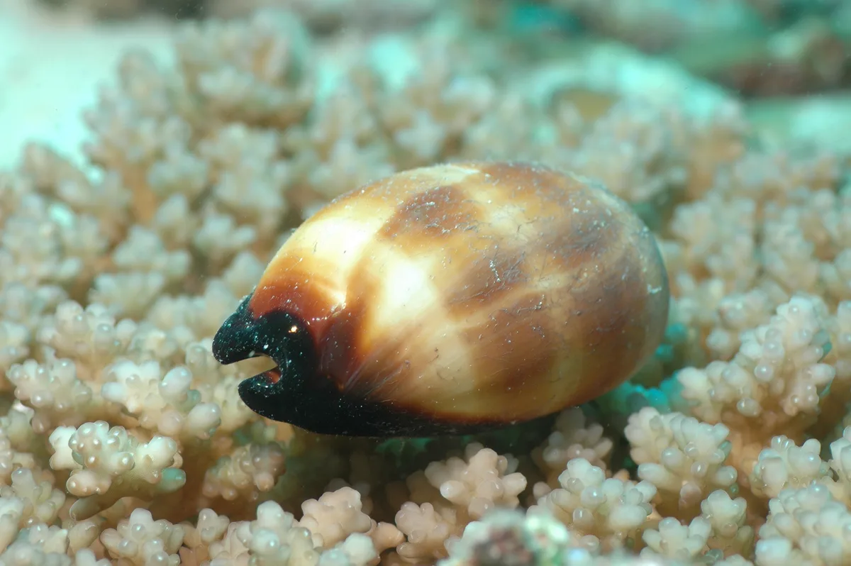 Talparia talpa - Embudu, Maldives