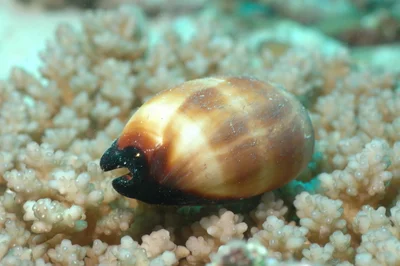 Talparia talpa - Embudu, Maldives