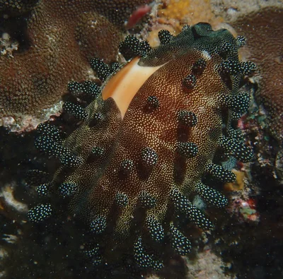 Talparia talpa - Leava, Wallis et Futuna