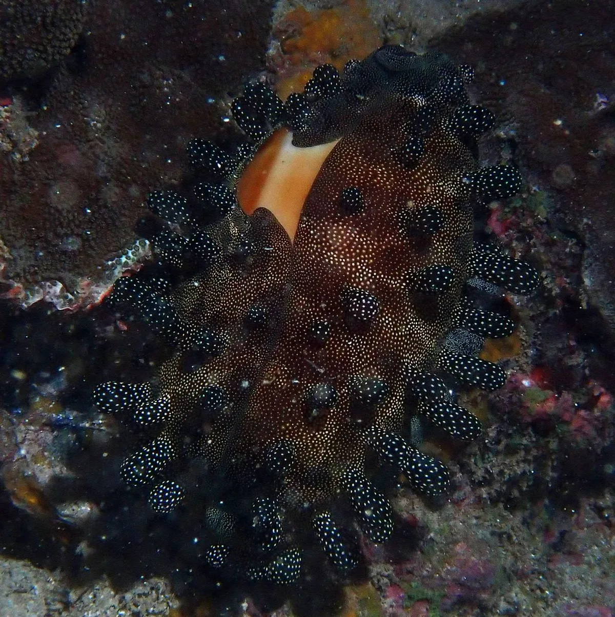 Talparia talpa - Leava, Wallis et Futuna
