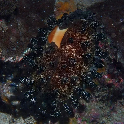 Talparia talpa - Leava, Wallis et Futuna