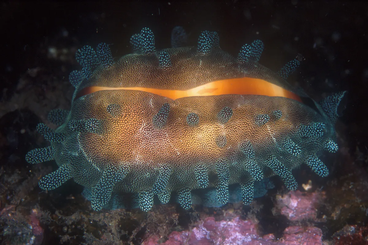 Talparia talpa - Tufi Resort House Reef, Tufi, Northern Province, Papua New Guinea