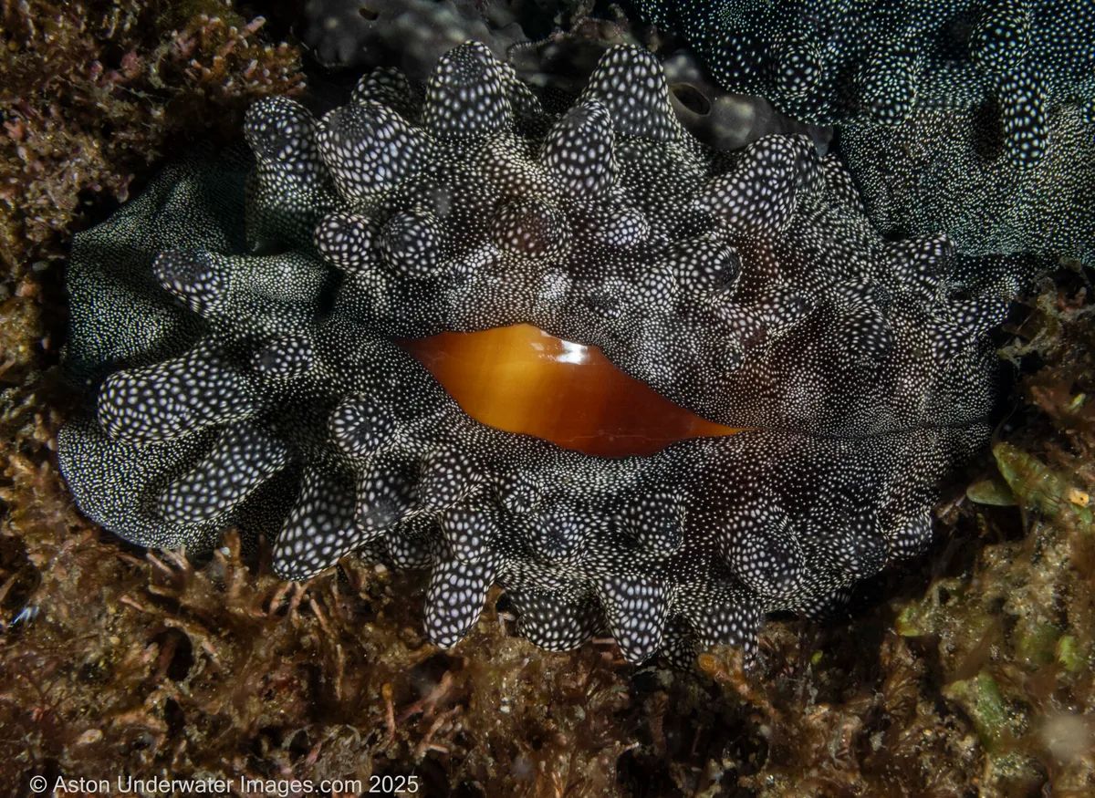 Talparia talpa