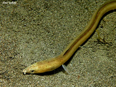 Gymnothorax   moluccensis
