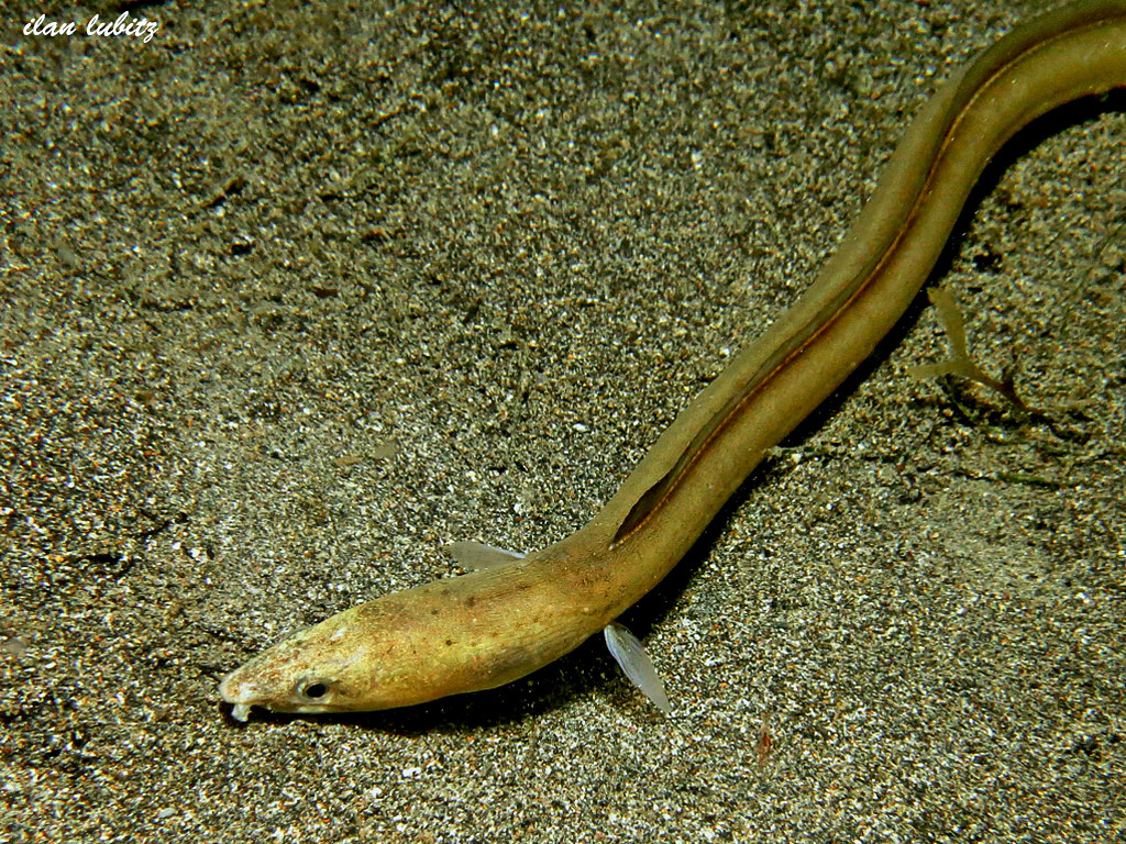 Gymnothorax moluccensis