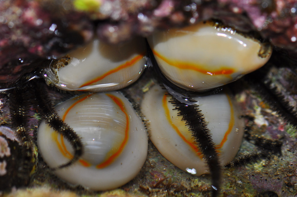 4 money cowries- (Monetaria annulus)
