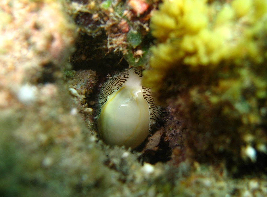 Monetaria annulus