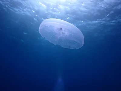 Aurelia solida - Yanbu, Saudi Arabia