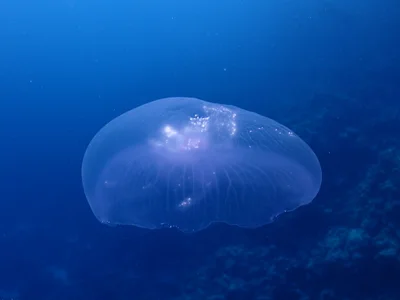 Aurelia solida - Yanbu, Saudi Arabia