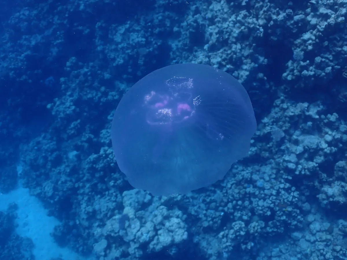 Aurelia solida - Yanbu, Saudi Arabia