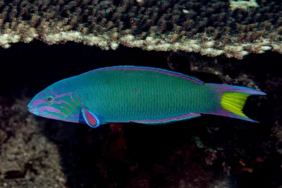 Crescent wrasse, terminal phase - Thalassoma lunare