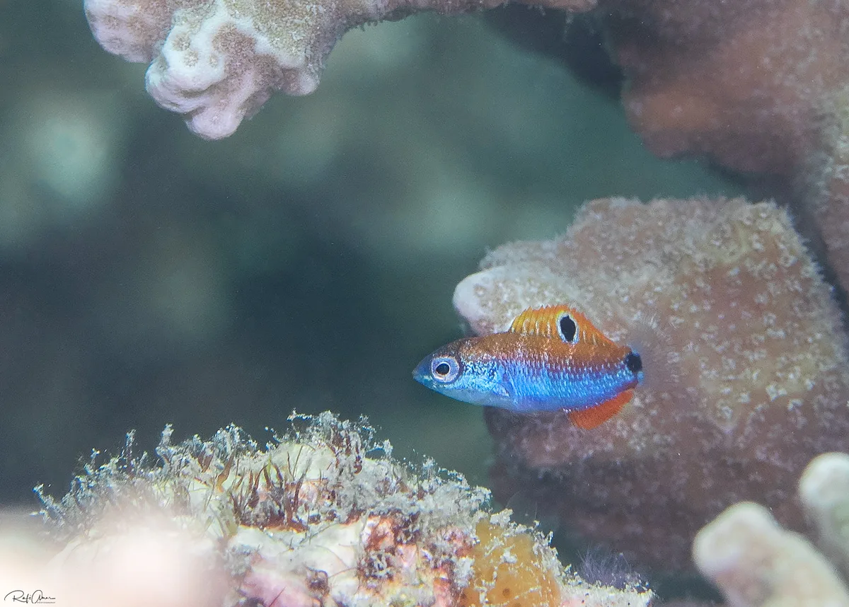 Moon Wrasse - Juvenile - Thalassoma lunare