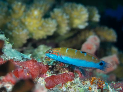 Moon Wrasse - Thalassoma lunare