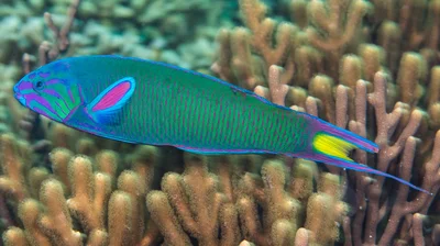 Crescent wrasse, terminal phase - Thalassoma lunare