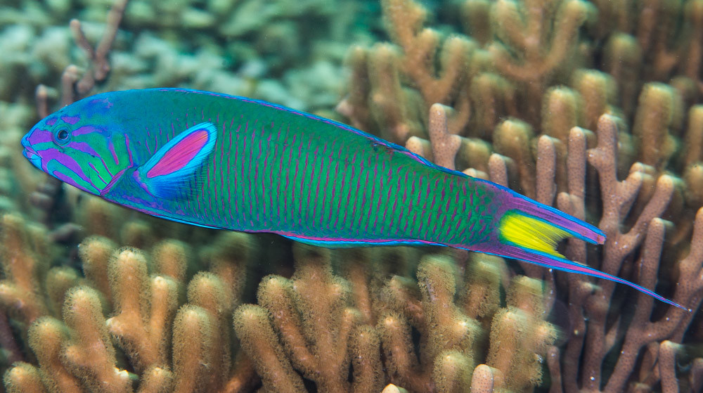 Crescent wrasse, terminal phase - Thalassoma lunare