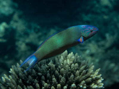 Girelle-paon vert-bleu ♀ (Thalassoma lunare)