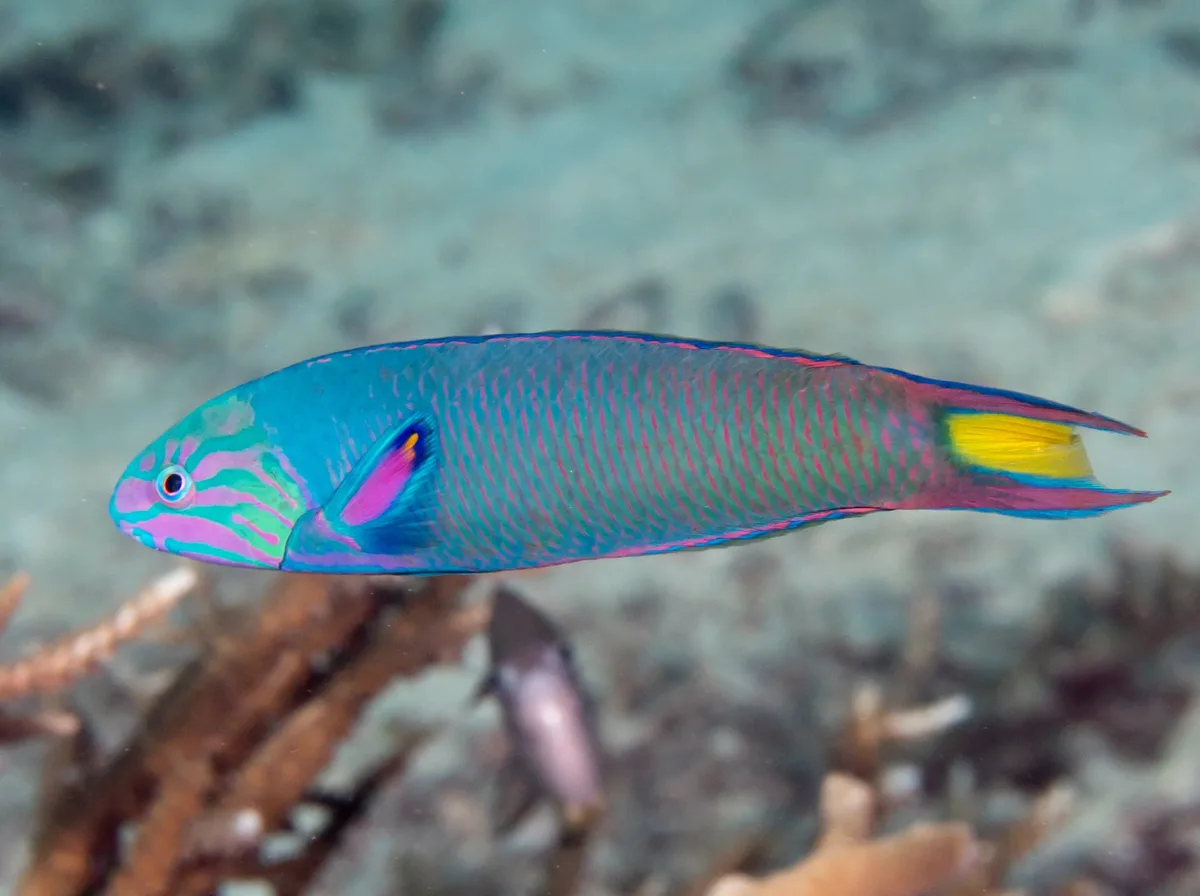 Moon wrasse (Thalassoma lunare)