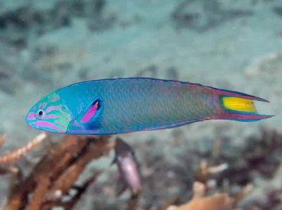 Moon wrasse (Thalassoma lunare)