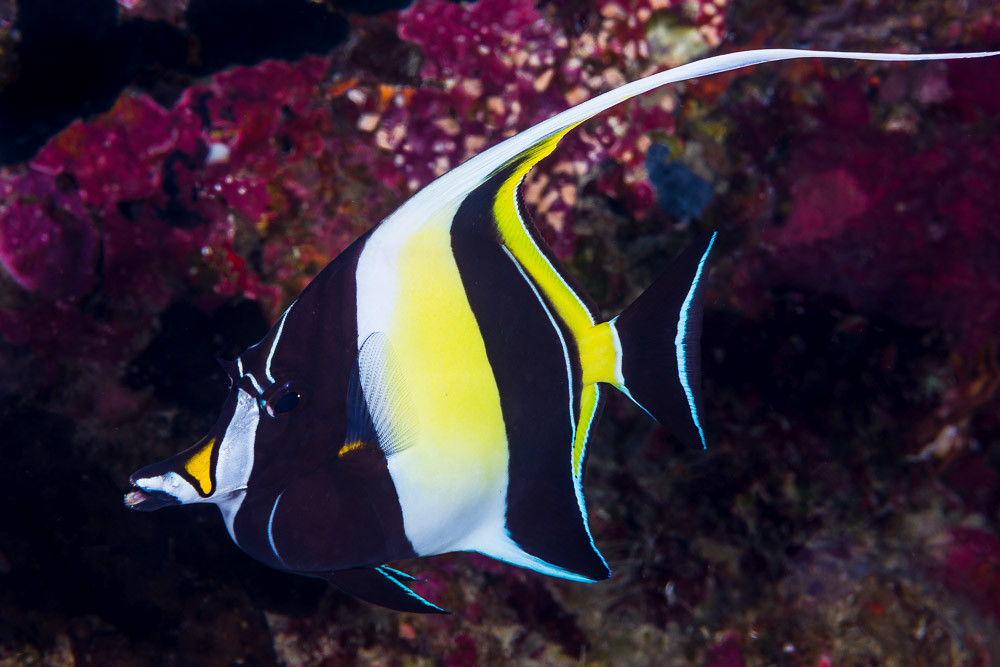 Moorish Idol - Zanclus cornutus