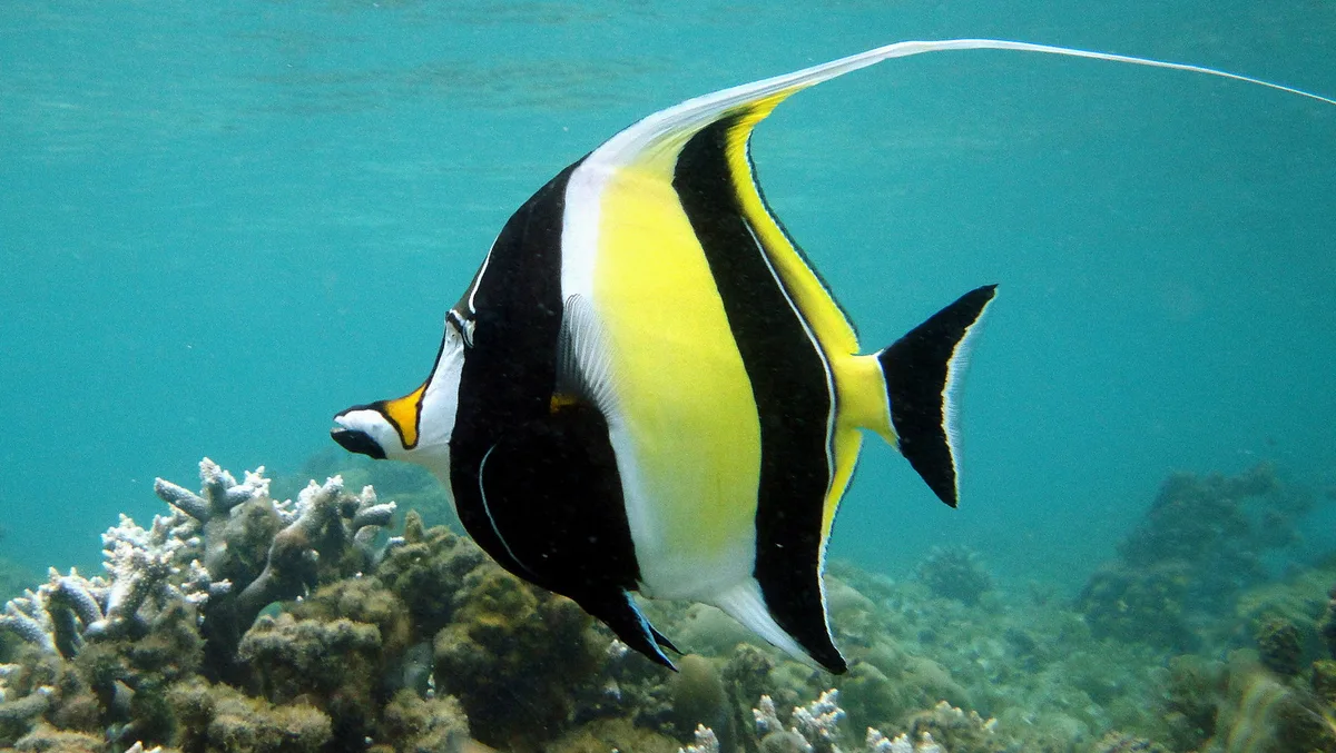 Moorish Idol -  Zanclus cornutus