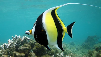 Moorish Idol -  Zanclus cornutus