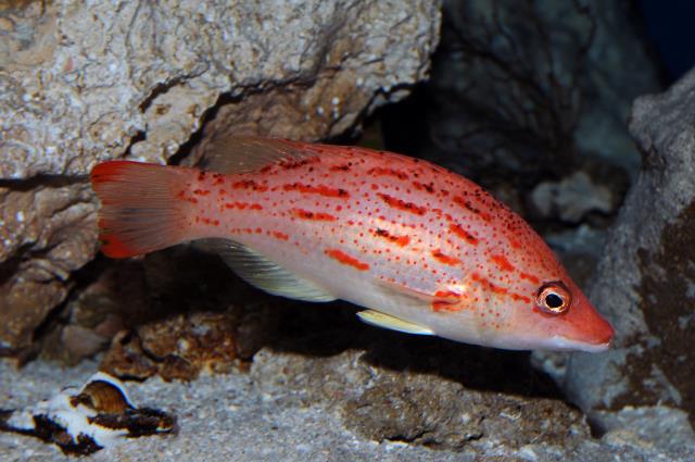 Morse Hogfish