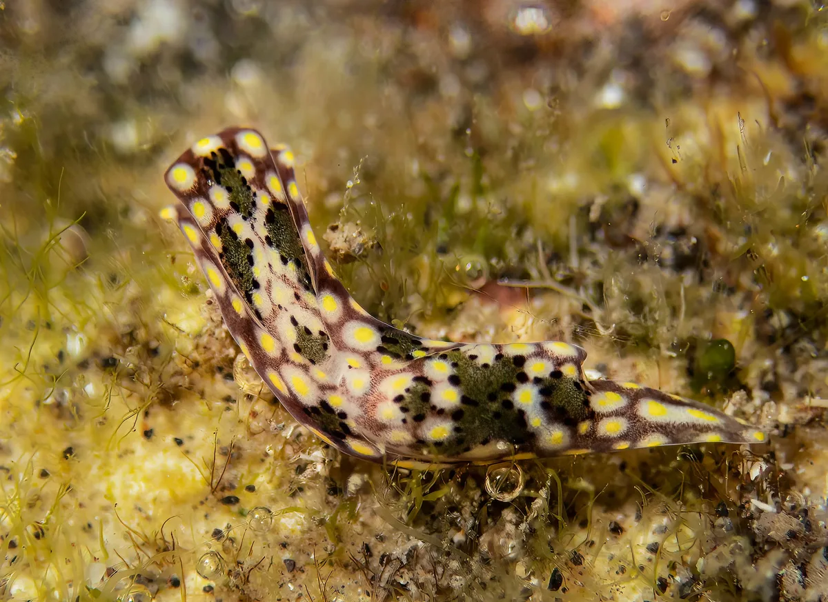 Odontoglaja mosaica