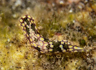 Odontoglaja mosaica