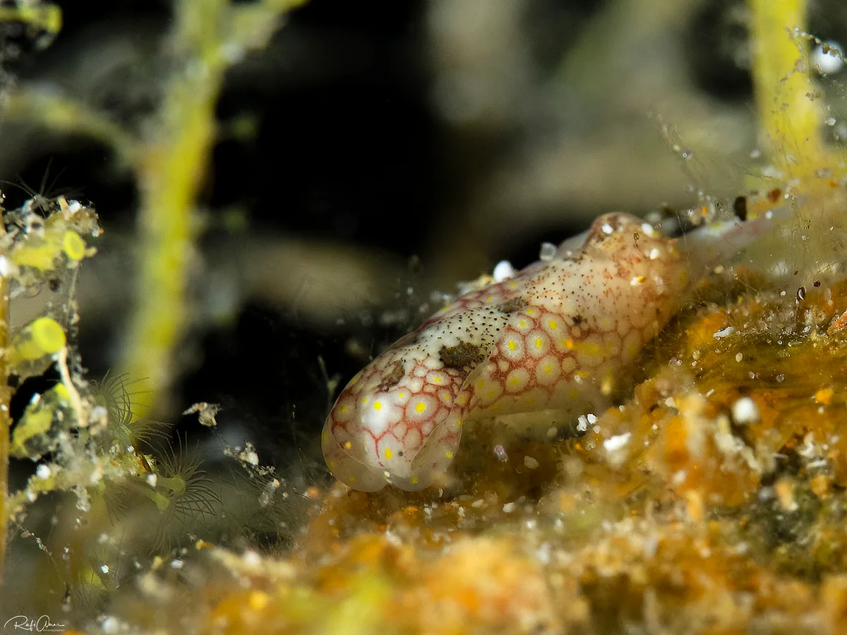 Mosaic Headshield Slug - Odontoglaja mosaica